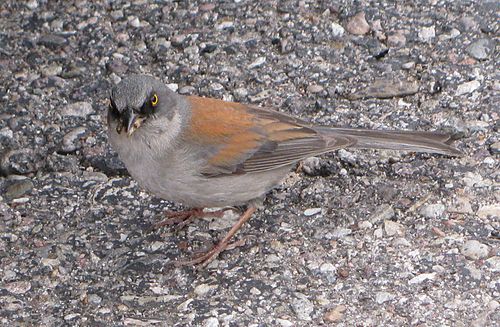 Yellow-eyed junco